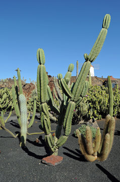 Cereus validus au jardin de cactus de Guatiza &agrave; Lanzarote
