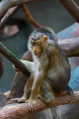 Monkey on the tree