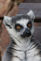 Lemur