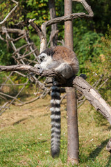 Lemur on the tree branch