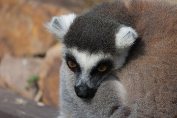 Lemur detail