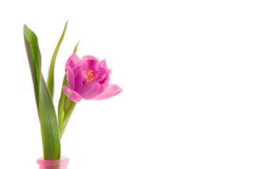Pink tulip isolated on white for Your text