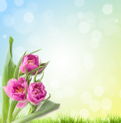 Pink tulips natural green background with bokeh for Your text