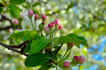 Young apple-tree flowers in the spring garden