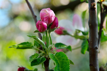 Young apple-tree flowers in the spring garden
