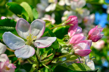 Young apple-tree flowers in the spring garden