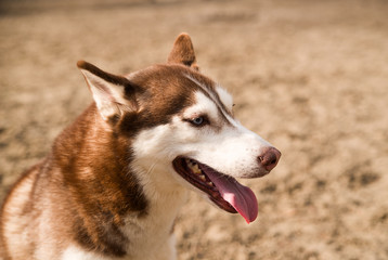 Husky Dog sits on a site for dog training