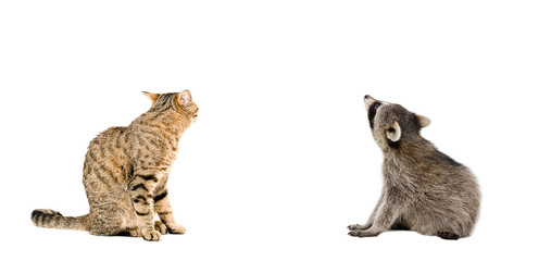 Scottish Straight cat and raccoon sitting together, rear view © sonsedskaya