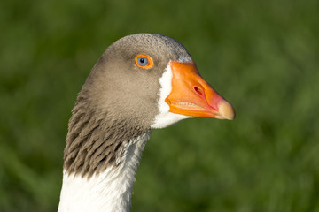 Goose Head
