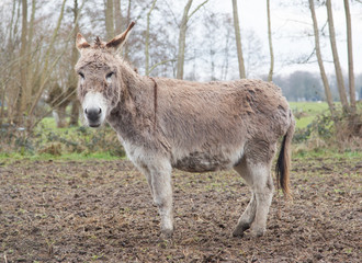Donkey in the field