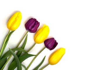 Purple and yellow tulips
