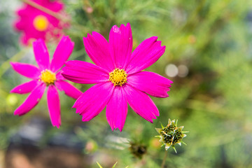Obraz premium Cosmos flowers blooming in the garden