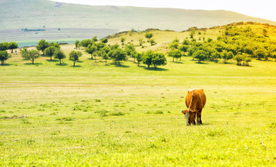 Cow on a meadow