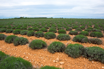 Fields of Provence