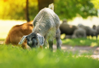 Young  goat eating grass