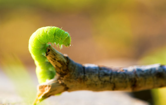 green caterpillar