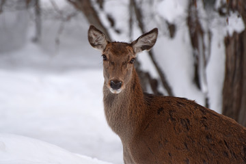 cervo capriolo cervi stambecco camoscio corna neve inverno