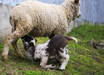 Little lamb getting some milk