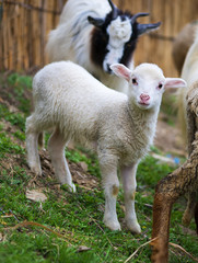 Naklejka na ściany i meble hite suffolk lamb, a few days old, standing on the grass