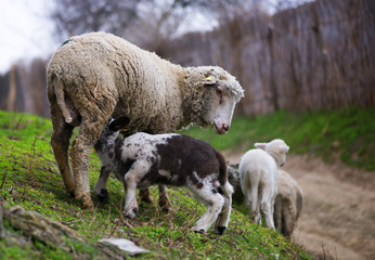 Obraz premium Little lamb getting some milk