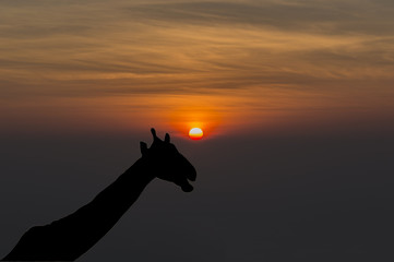 Giraffe (Giraffa camelopardalis) silhouette during sunset