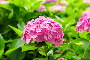 ピンクの紫陽花