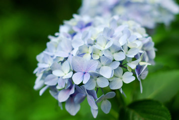 薄紫色のテマリアジサイ