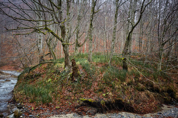 Fototapeta premium Forest by the river