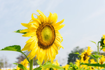 close-up of a beautiful sunflower