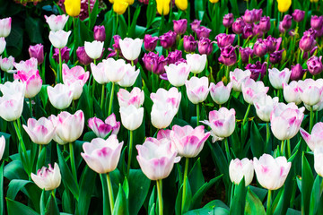 Beautiful bouquet of tulips. colorful tulips. tulips in spring,colourful tulip