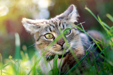 Naklejka na ściany i meble Cat playing in grass