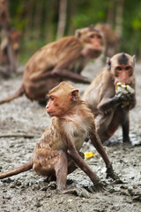 Naklejka premium Monkey