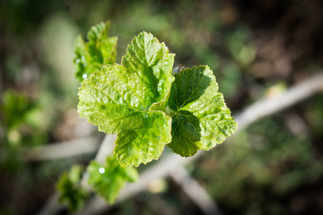 Currant leafs