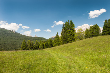 Sunny green alpine meadow with blue sky