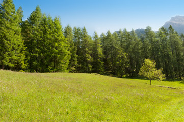 Sunny green alpine meadow with blue sky
