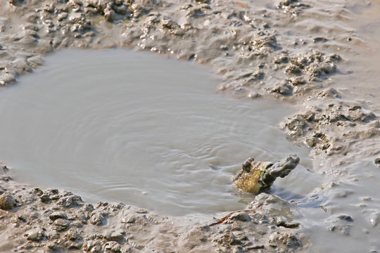 Blue Spotted Mudskipper Spits Out Mud From Its Mouth. They Uses Mouth To Dig Deep Burrow To Escape From Marine Predators And Raise Their Young