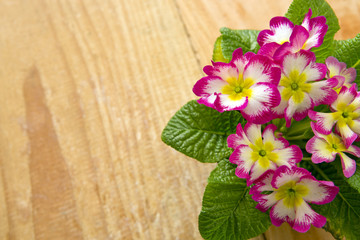 Fresh colorful primula flowers .
