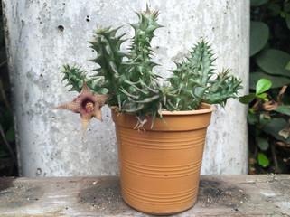 garden pot growing cactus with blooming flower