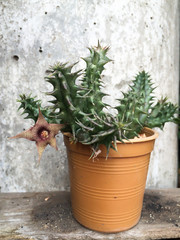 garden pot growing cactus with blooming flower