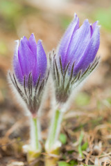 Pasqueflower in Nature