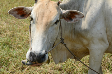 Cow in the meadow