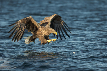 White-tailed Eagle Hunting