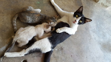 Two Kitten Feeding on Breast Milk of Morher Cat