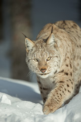 Fototapeta premium A Eurasian Lynx in Snow