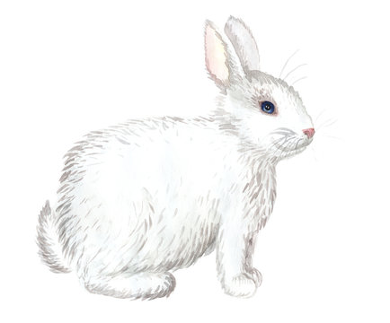 white rabbit isolated