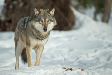 A Lone Wolf © andyastbury