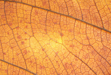 Leaf Texture 2