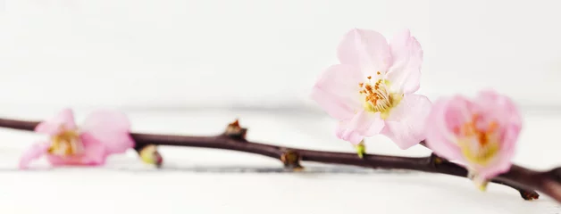 Papier Peint photo autocollant Fleur de cerisier Fleurs de cerisier contre fond de bois blanc