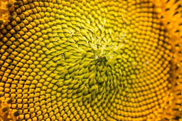 close-up of a beautiful sunflower