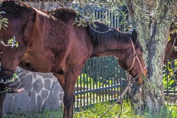 horse grazing by an olive tree